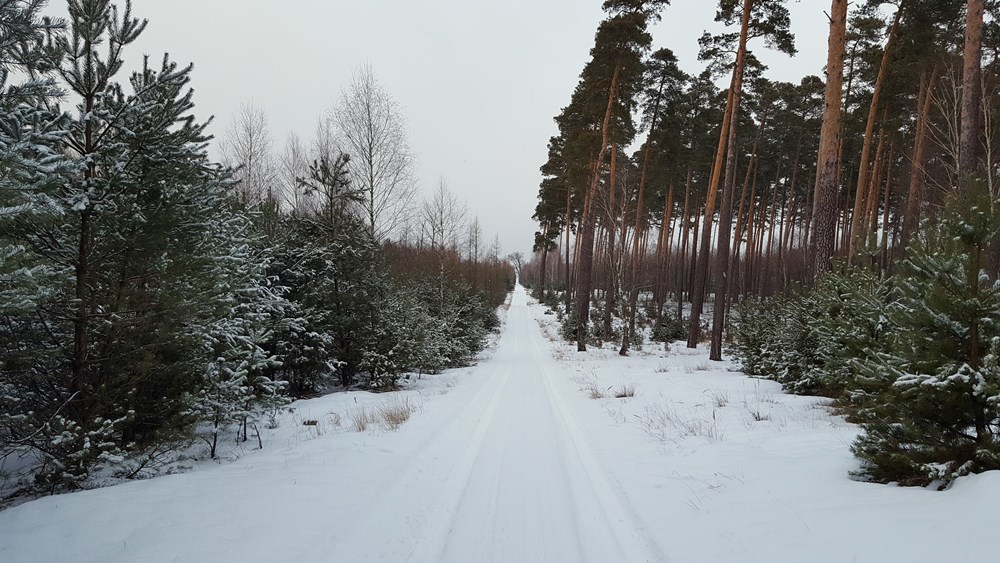 Lasy Rudzkie - Zimowy spacer